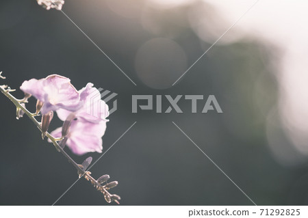 Beautiful Duranta illuminated by light 71292825