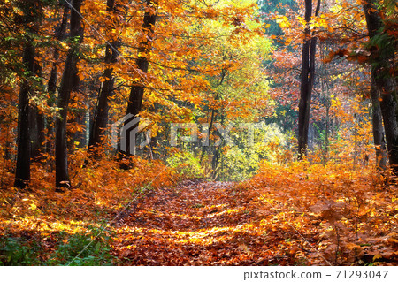 Landscape of autumn forest. Autumn leaf fall in the woodland. 71293047