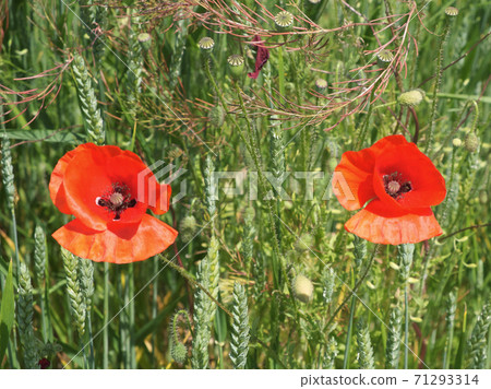 Two beautiful poppy flowers on a background of green herbs in summer. Red wildflowers. 71293314