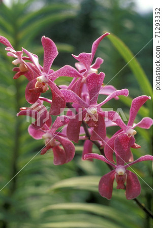 THAILAND KRABI TROPICAL FLOWER THAILAND KRABI TROPICAL FLOWER 71293352