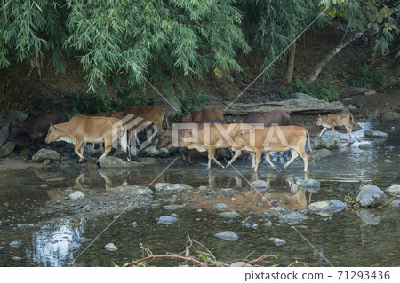 LAO HUAY XAY AGRICULTURE COW LAO HUAY XAY AGRICULTURE COW 71293436