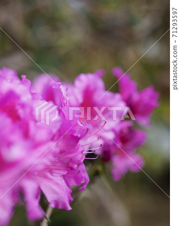 深粉紅色的杜鵑花（特寫）垂直構圖 71293597