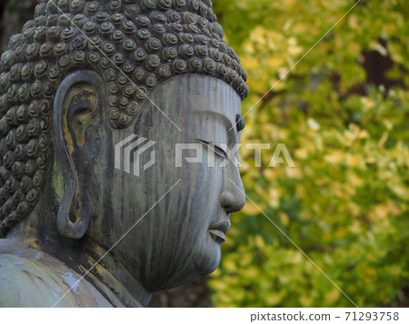 阿米達·尼萊伊和銀杏在京都的金開宮寺寺 阿米達·尼萊伊和銀杏在京都的金開宮寺寺 71293758