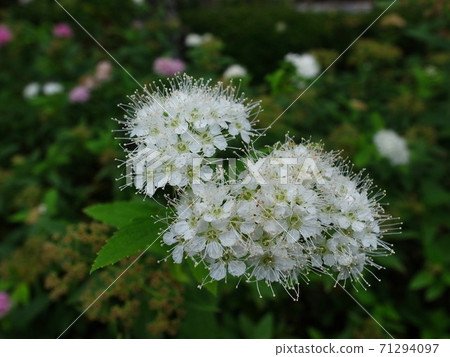 Filipendula multijuga white Filipendula multijuga white 71294097