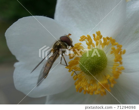 Eating with Japanese anemone honey Eating with Japanese anemone honey 71294098