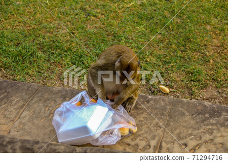 Curious monkey waiting in Angkor wat	 71294716