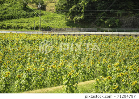 佐王町一側的向日葵田 佐王町一側的向日葵田 71294797