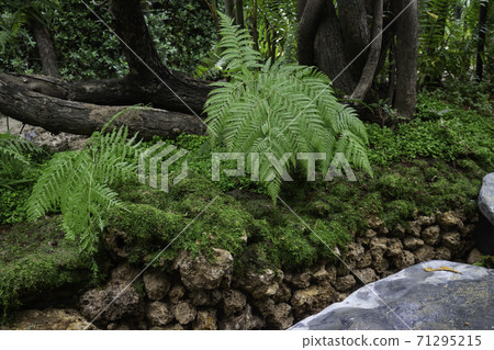 Green plants in tropical garden Green plants in tropical garden 71295215