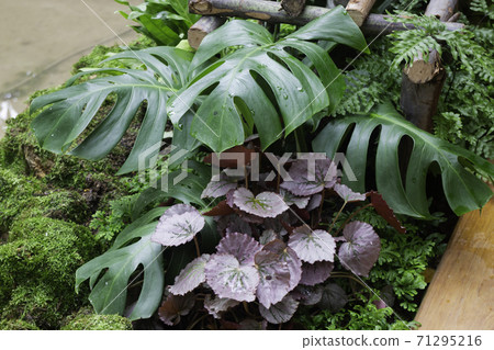 Green plants in tropical garden Green plants in tropical garden 71295216