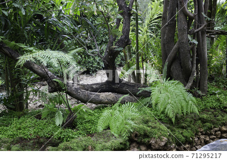 Green plants in tropical garden Green plants in tropical garden 71295217