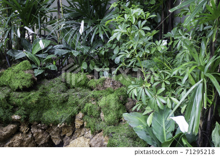 Green plants in tropical garden Green plants in tropical garden 71295218