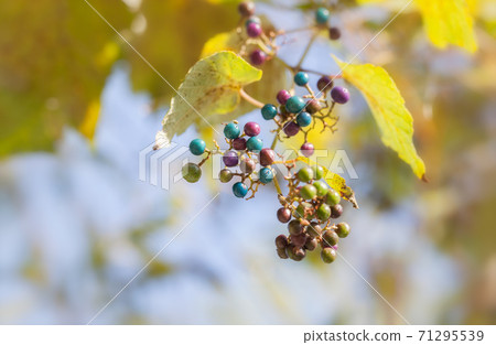 Fruit of nobudo 71295539