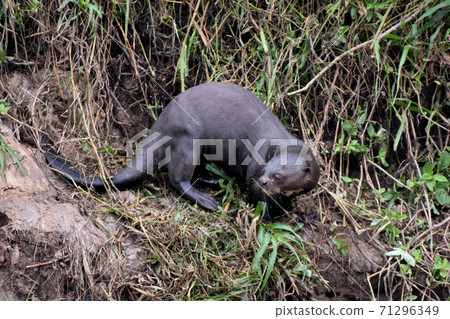 Giant otter (Pantanal, Brazil) Giant otter (Pantanal, Brazil) 71296349