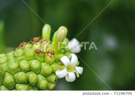 Close up red ant on beach mulberry in nature at thailand Close up red ant on beach mulberry in nature at thailand 71296709