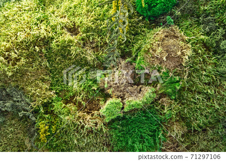 texture of wall decorated with flotal moss 71297106