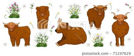 Set of hand drawn small and big highland brown cows, which are sitting, standing, lying on the ground with flowers, meadow clover, buttercup, daffodils Set of hand drawn small and big highland brown cows, which are sitting, standing, lying on the ground with flowers, meadow clover, buttercup, daffodils 71297629