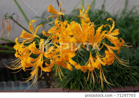 Cluster amaryllis Cluster amaryllis 71297703