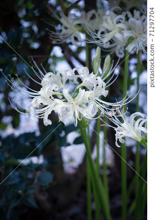 Cluster amaryllis 71297704