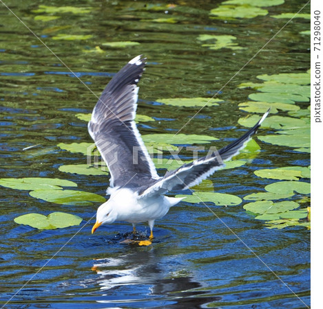 european herring gull on heligoland 71298040