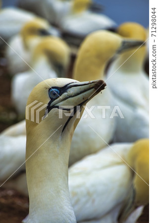 Northern Garnet on the red Rock - Morus bassanus, 71298044