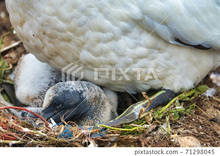 Northern Garnet on the red Rock - Morus bassanus, Northern Garnet on the red Rock - Morus bassanus, 71298045