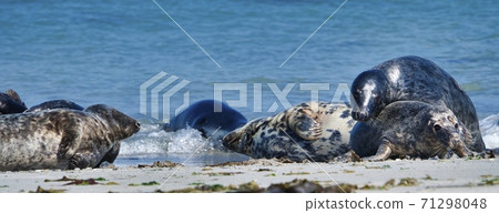 Grey seal on the beach of Heligoland - island Dune 71298048