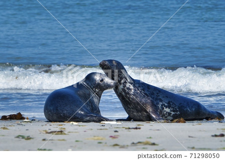 Grey seal on the beach of Heligoland - island Dune 71298050