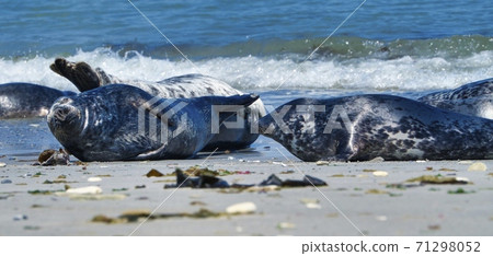 Grey seal on the beach of Heligoland - island Dune 71298052