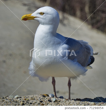 european herring gull on heligoland 71298054