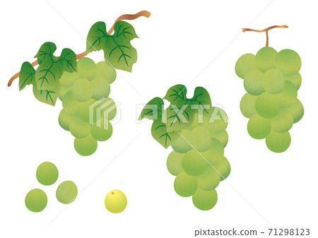 白葡萄麝香葡萄的物質插圖 71298123