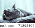 Sleeping Russian blue 71298409