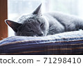 Sleeping Russian blue 71298410