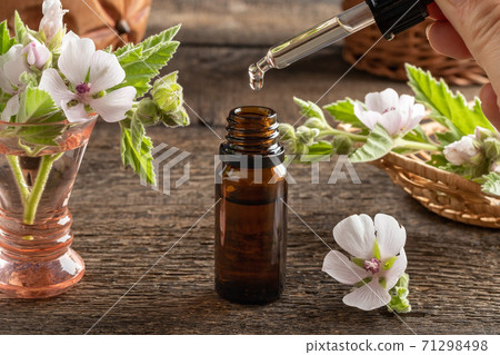 A bottle of marshmallow root tincture with fresh Althaea officinalis plant A bottle of marshmallow root tincture with fresh Althaea officinalis plant 71298498