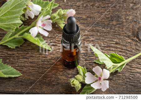 A bottle of marshmallow root tincture with Althaea officinalis plant A bottle of marshmallow root tincture with Althaea officinalis plant 71298500