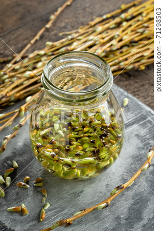 A jar filled with white willow buds and alcohol, to prepare homemade gemmotherapy tincture A jar filled with white willow buds and alcohol, to prepare homemade gemmotherapy tincture 71298503