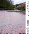 花瓣湖與落櫻 71299562