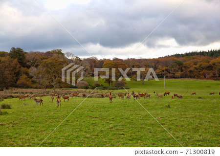 Killarney National Park, Ireland, UK 71300819