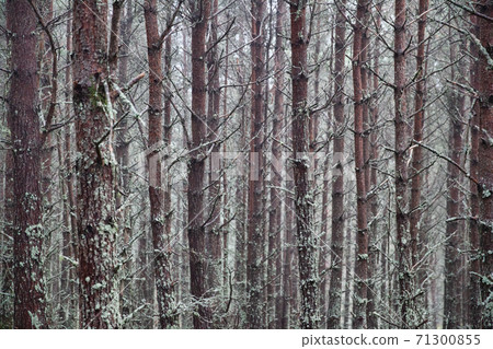 Autumn forest in Cairngorms National Park, close-up 71300855