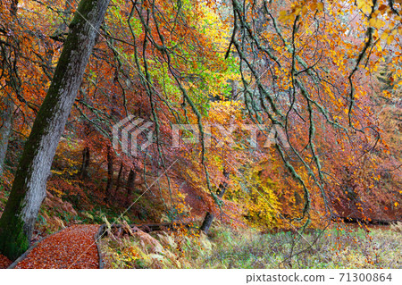 Path in Autumn forest, Loch Insh, Kincraig, Scotland, UK 71300864