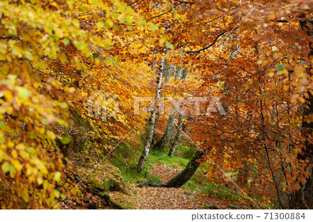 Path in Autumn forest, Loch Insh, Kincraig, Scotland, UK 71300884