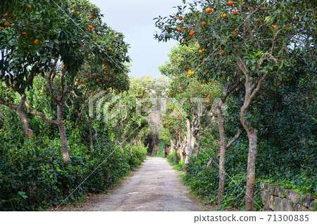 Buskett Gardens, Malta 71300885
