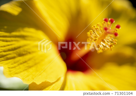黃芙蓉 黃芙蓉 71301104