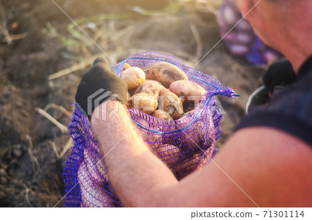 A farmer fills a mesh bag with harvest potatoes. Harvesting potatoes campaign on farm plantation. Farming. Countryside farmland. Growing, collecting, sorting and selling vegetables. 71301114