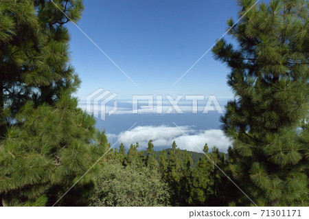 Clouds and mountains on Tenerife framed by pine trees 71301171