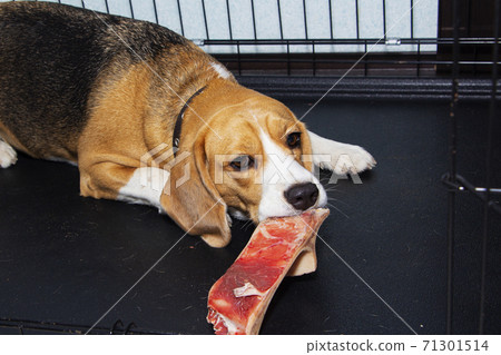 A young Beagle nibbles a real bone with meat. 71301514