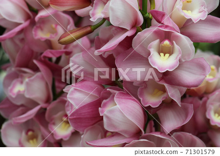 Cimbidium花 Cimbidium花 71301579