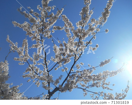 Blue sky and cherry blossoms 71301819