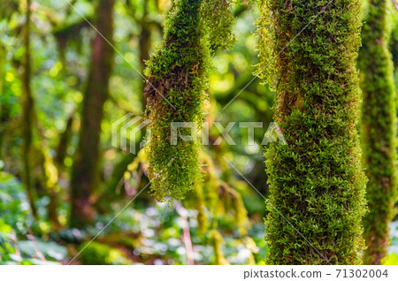 Close up of moss growing on tree branches. Close up of moss growing on tree branches. 71302004