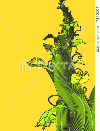 Colorful vintage drawing beanstalk illustration isolated on yellow BG Colorful vintage drawing beanstalk illustration isolated on yellow BG 71302074