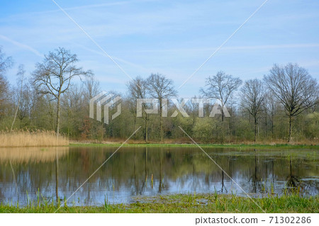 A view of a small pond located in the middle of a forested moor 71302286